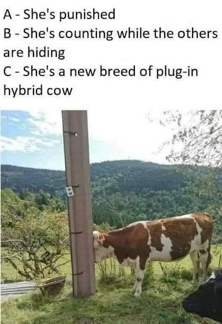 Cow.jpg