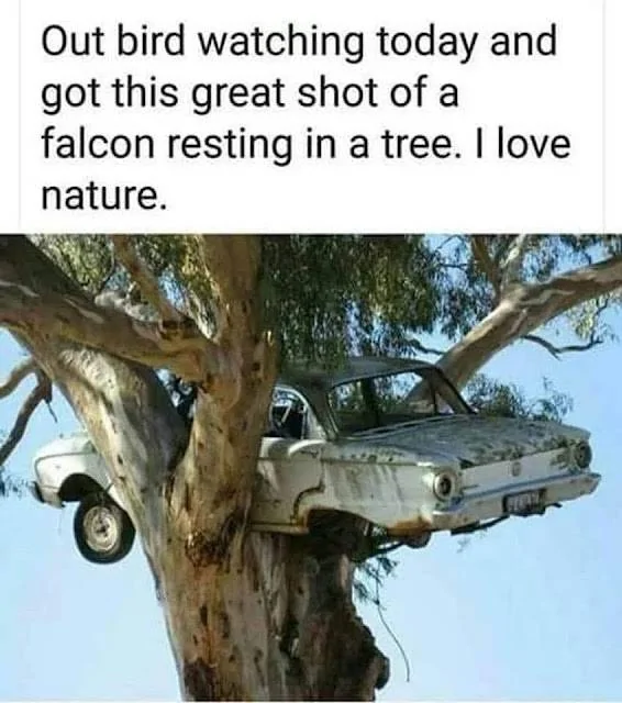 falcon.webp