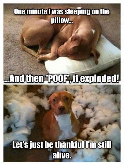 Poof!.jpg