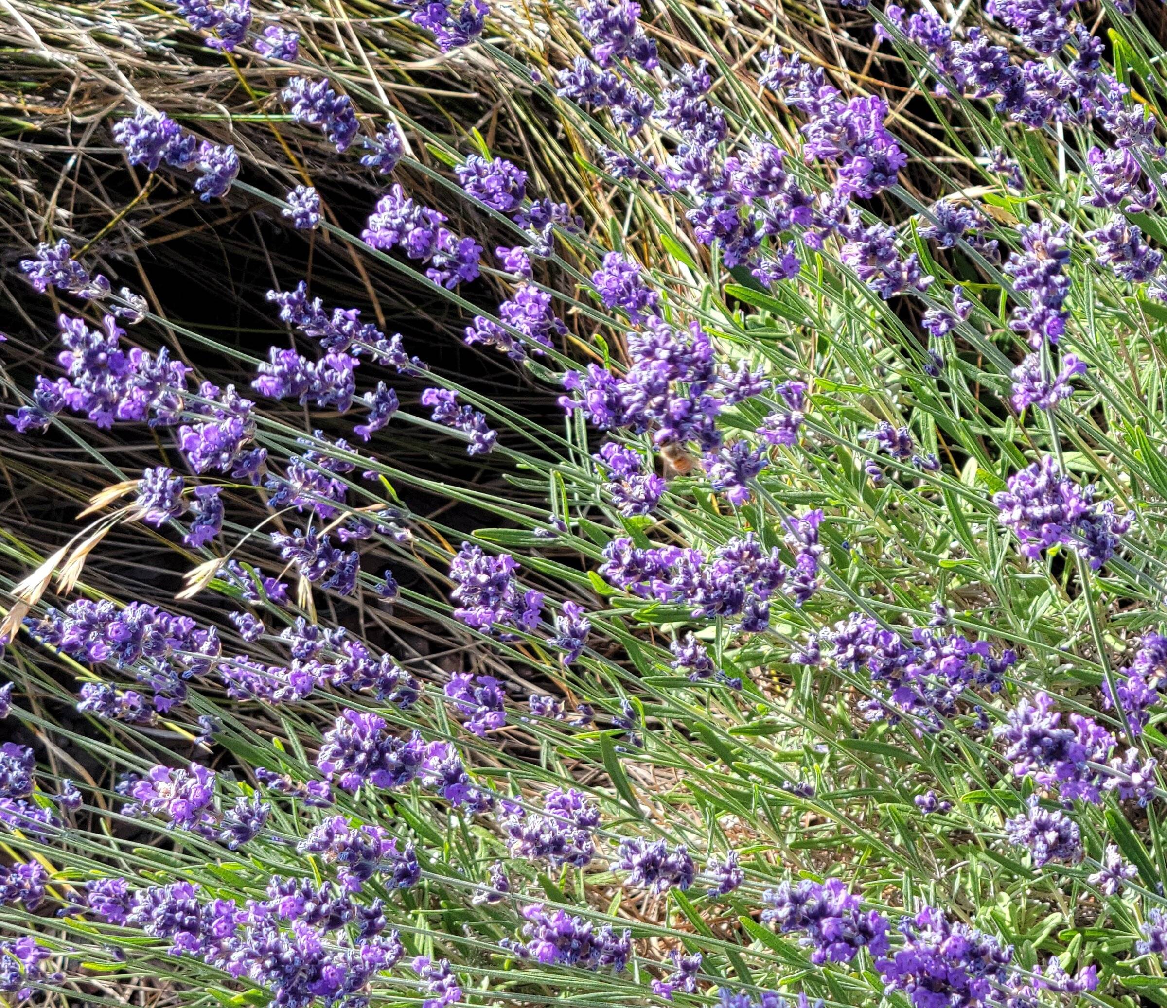 20220607_163344 Lavender 3.jpg