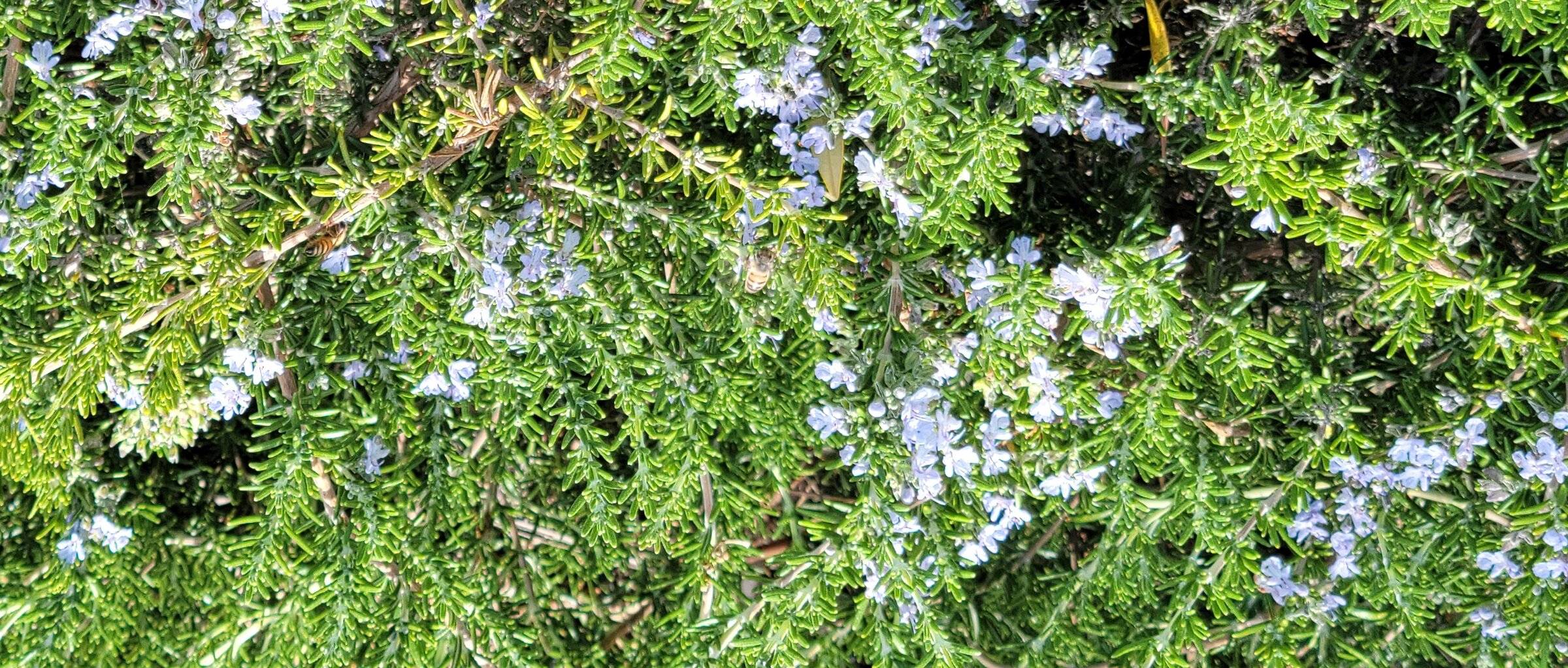 20220607_163405 Rosemary 1.jpg