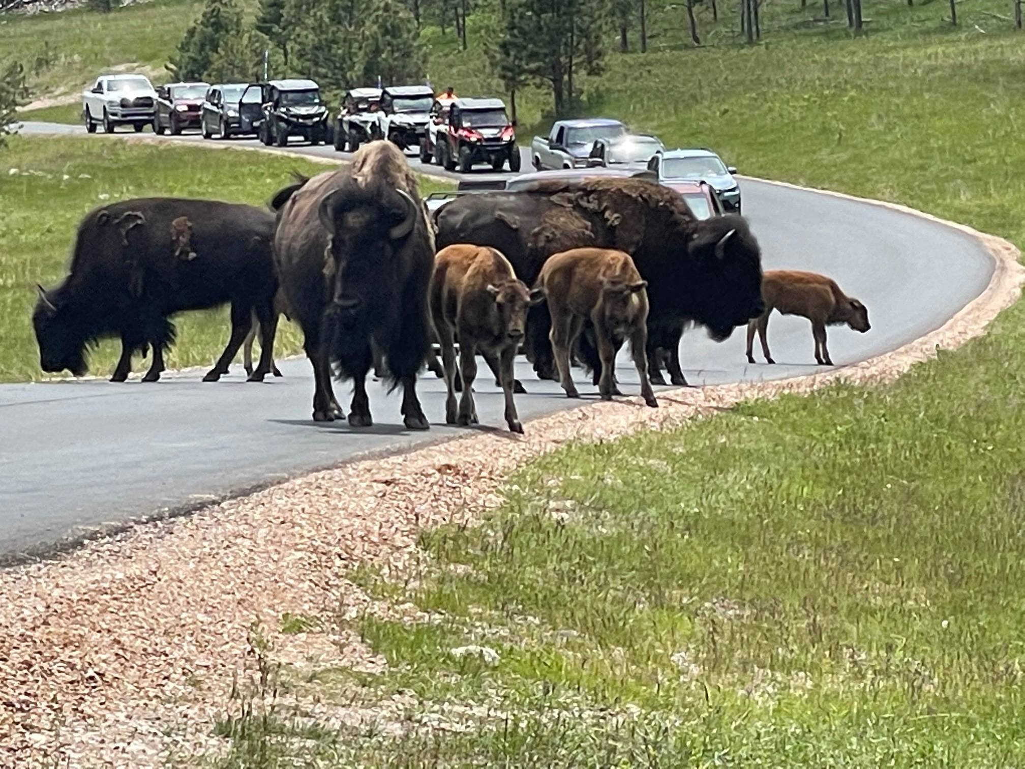 IMG_5996.jpg