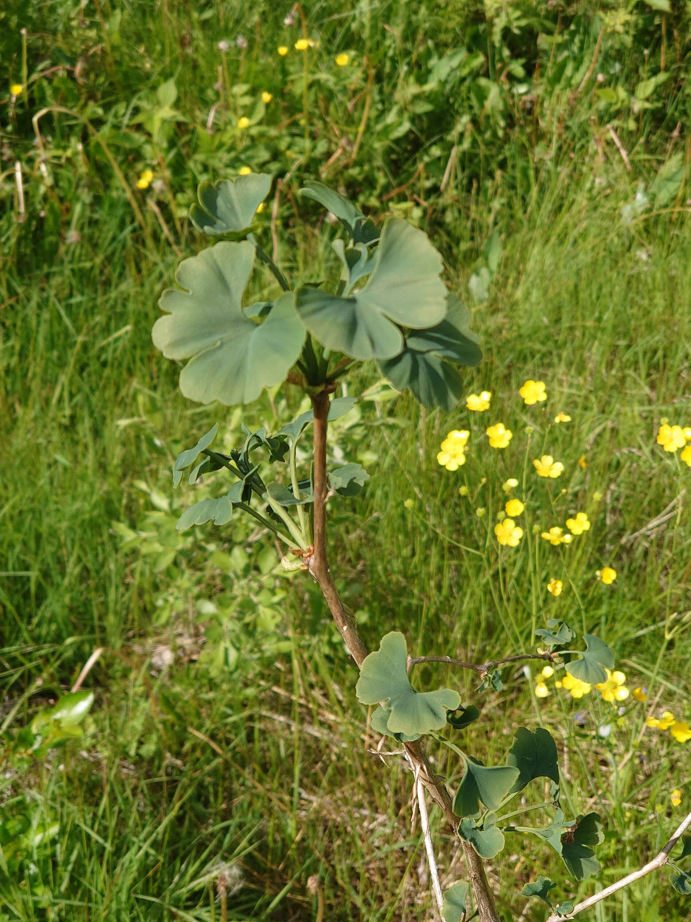 Ginko.JPG