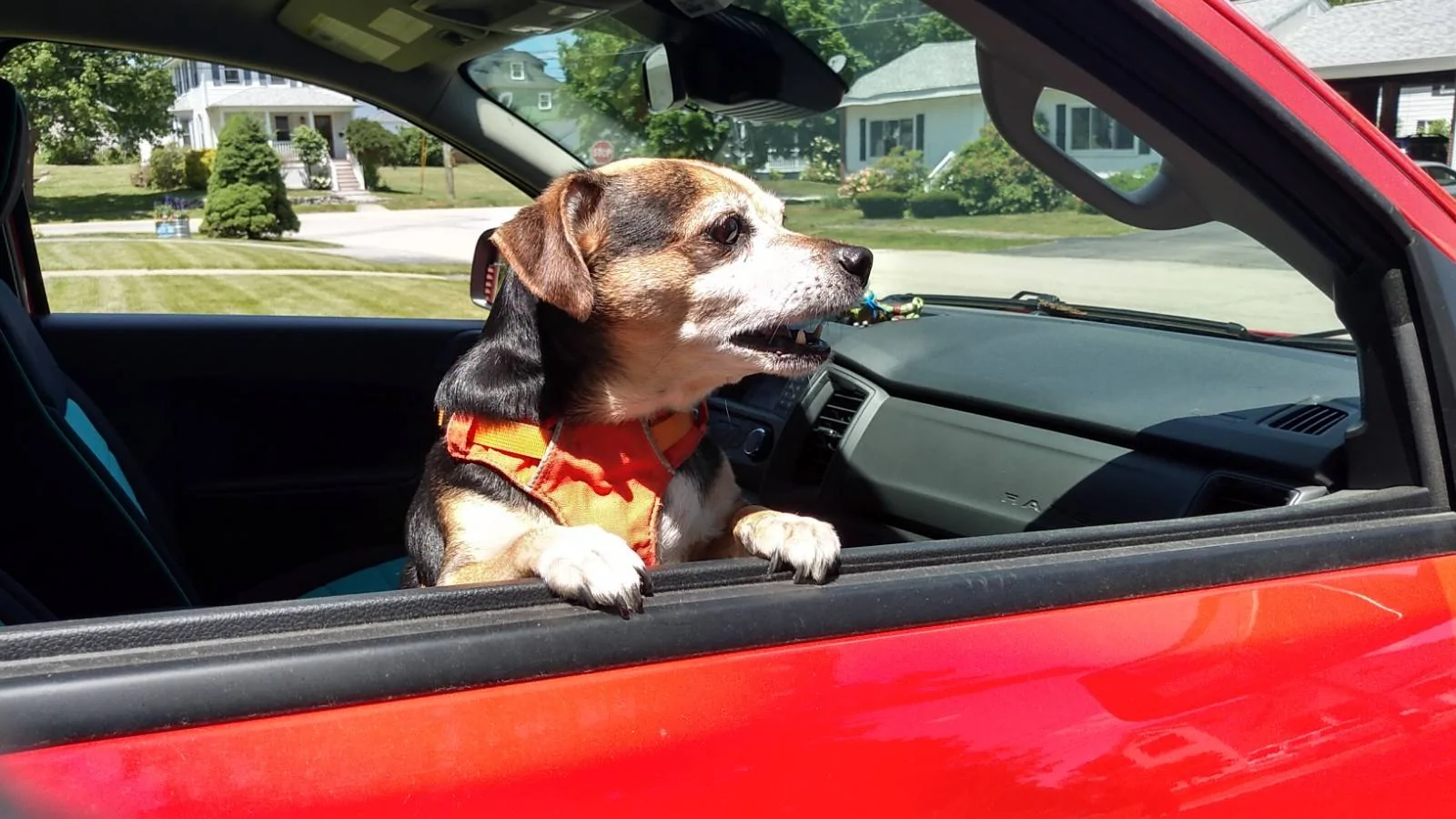 Cheech-Soupie,bark-forward.jpg