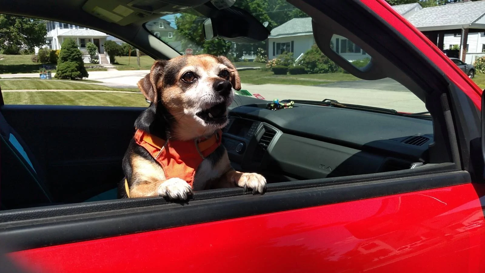 Cheech-Soupie,bark-side.jpg