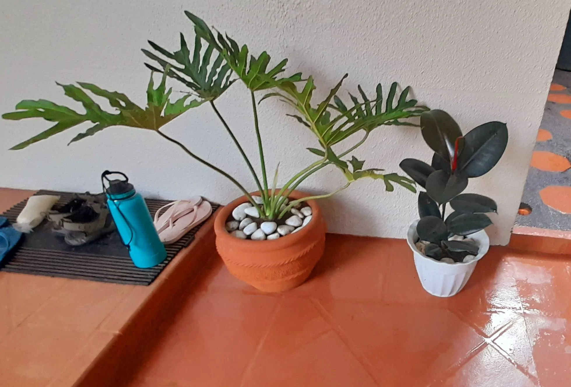 20220623_164111.jpg
