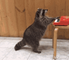 raccoon-playing-piano-focused.gif