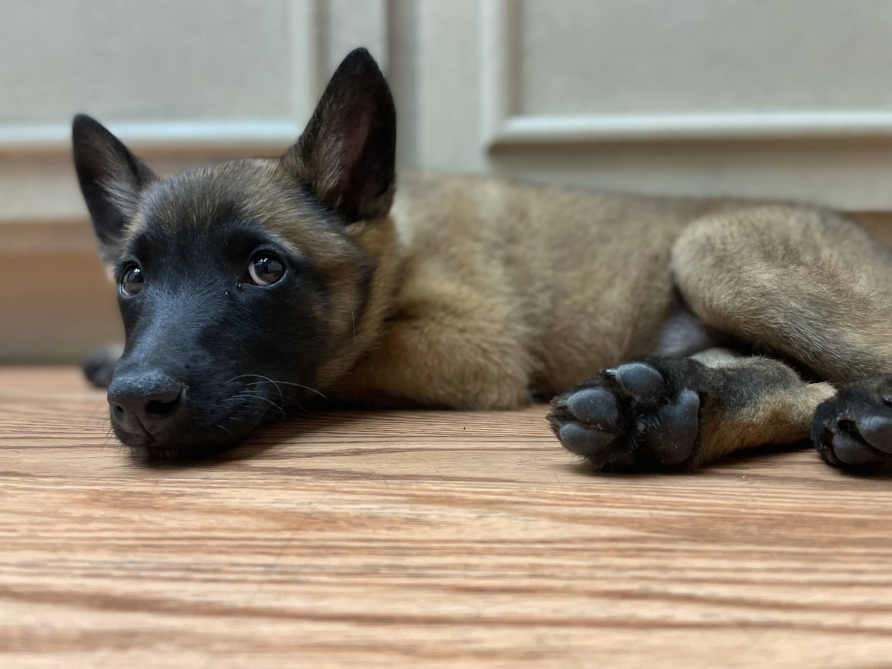 9 weeks : Day 1.webp