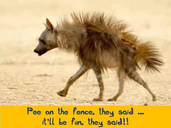 Pee on the fence.webp