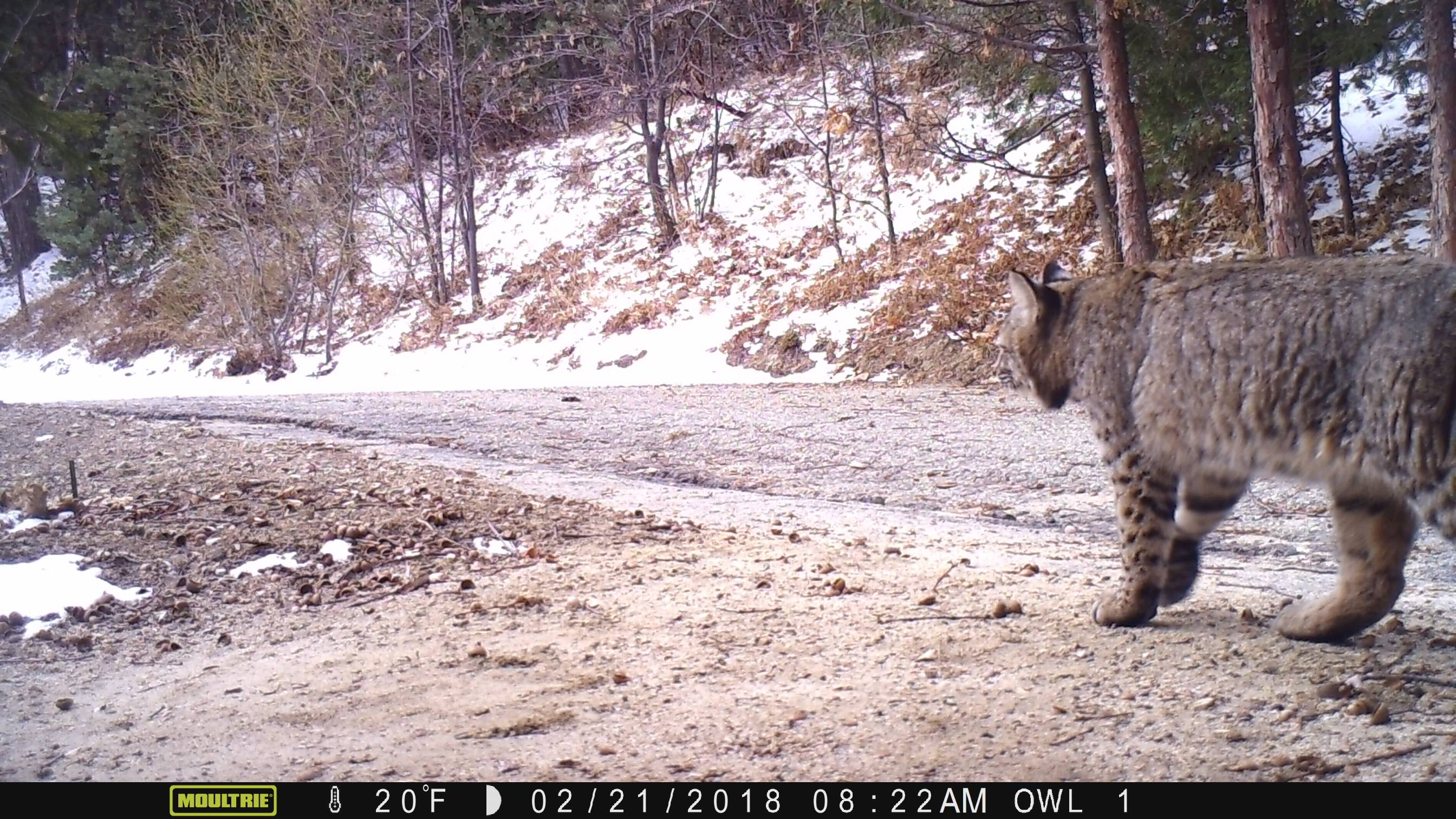 Bobcat 022118 2.JPG