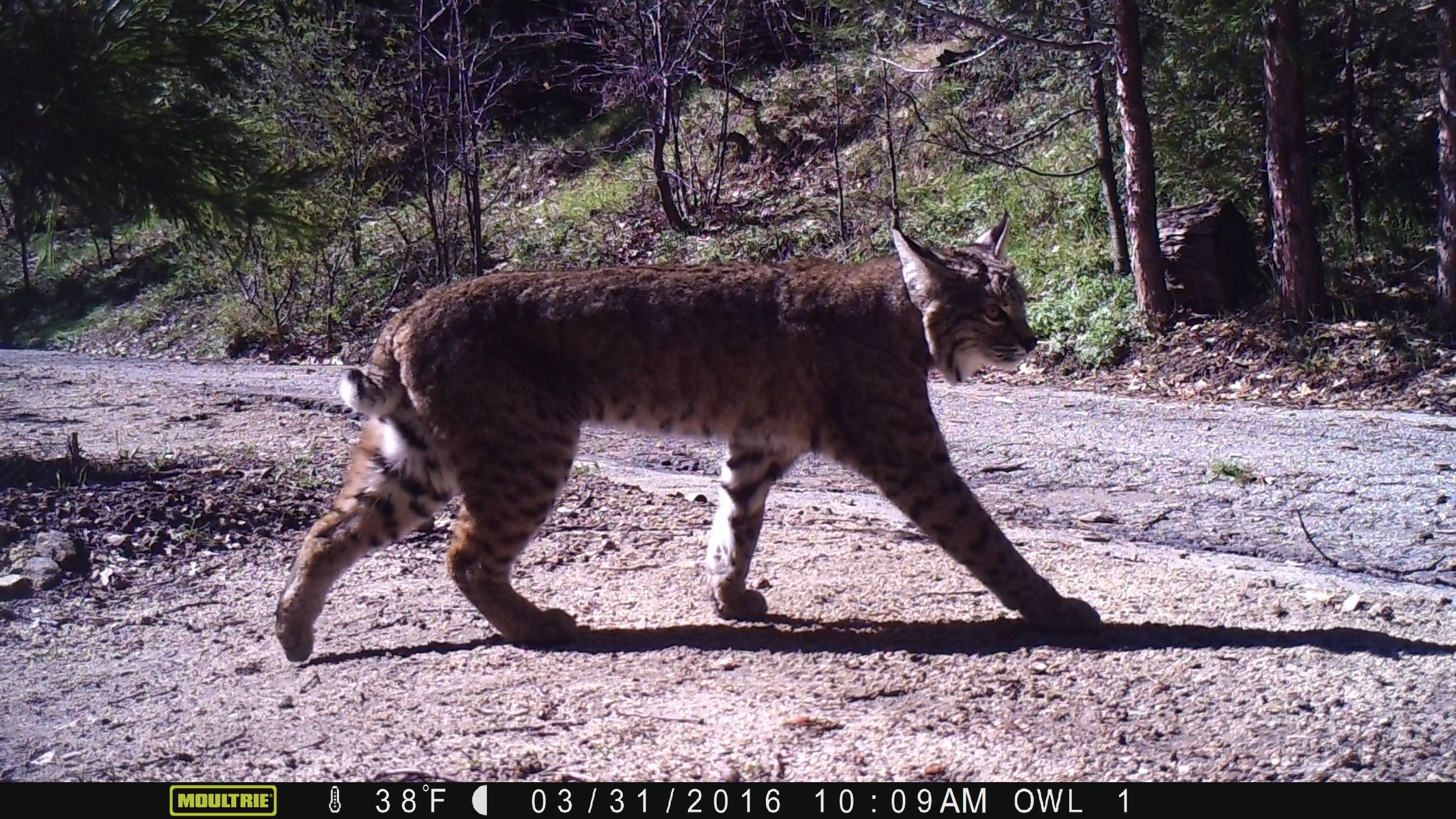 Bobcat 033116 3.JPG