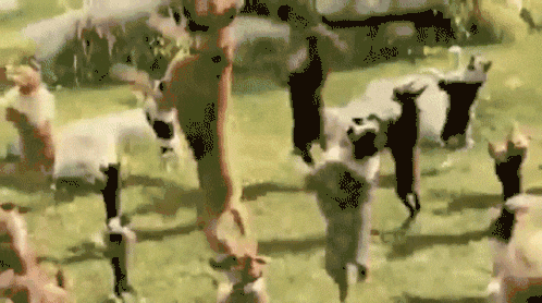 EBF57CB6-4DFB-4C4A-9F41-2EF68C1EC1A8.gif