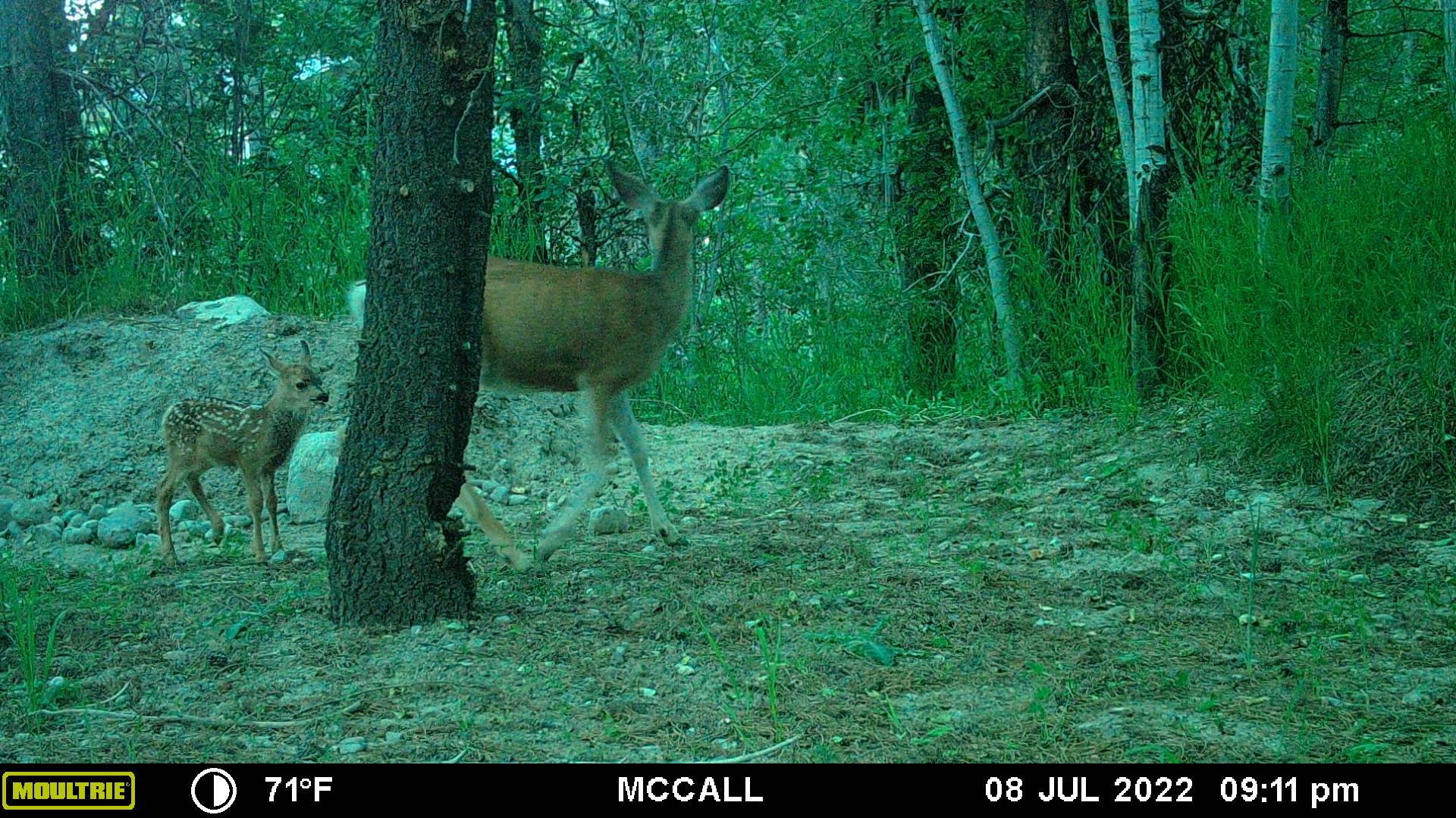 doe and fawn 7822.JPG