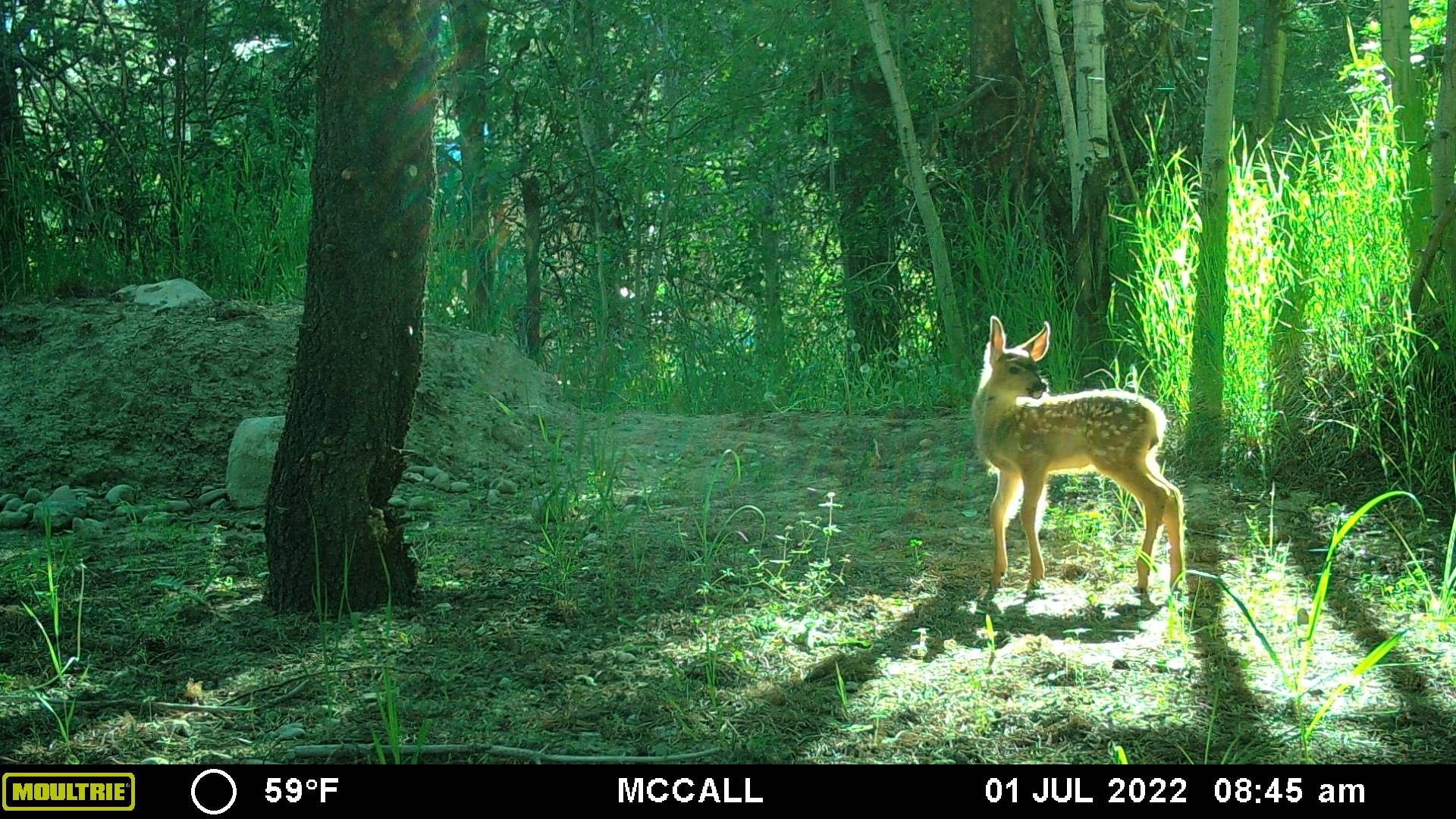 Fawn.JPG