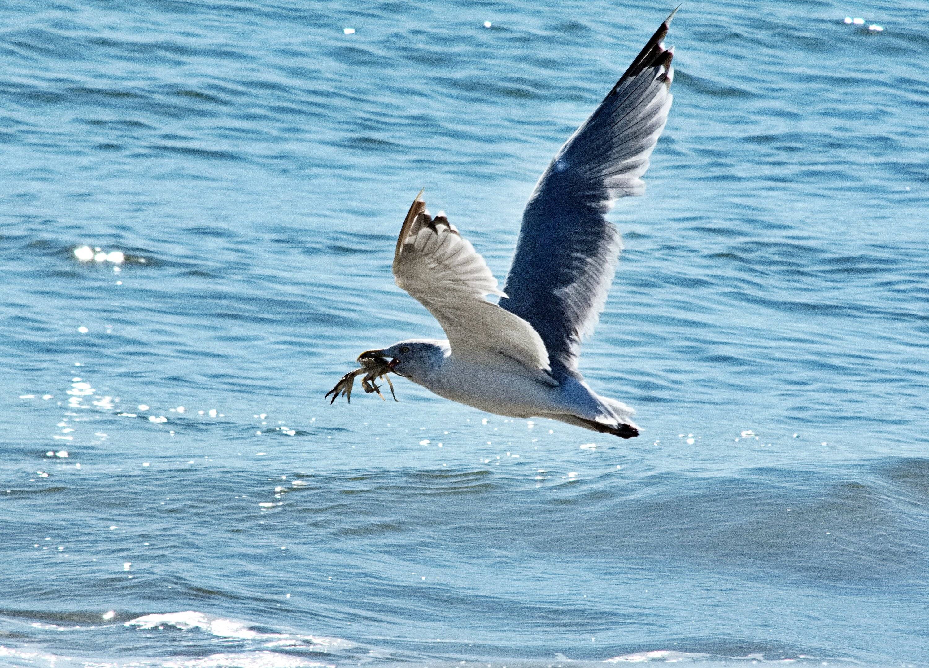_DSC2650.jpg