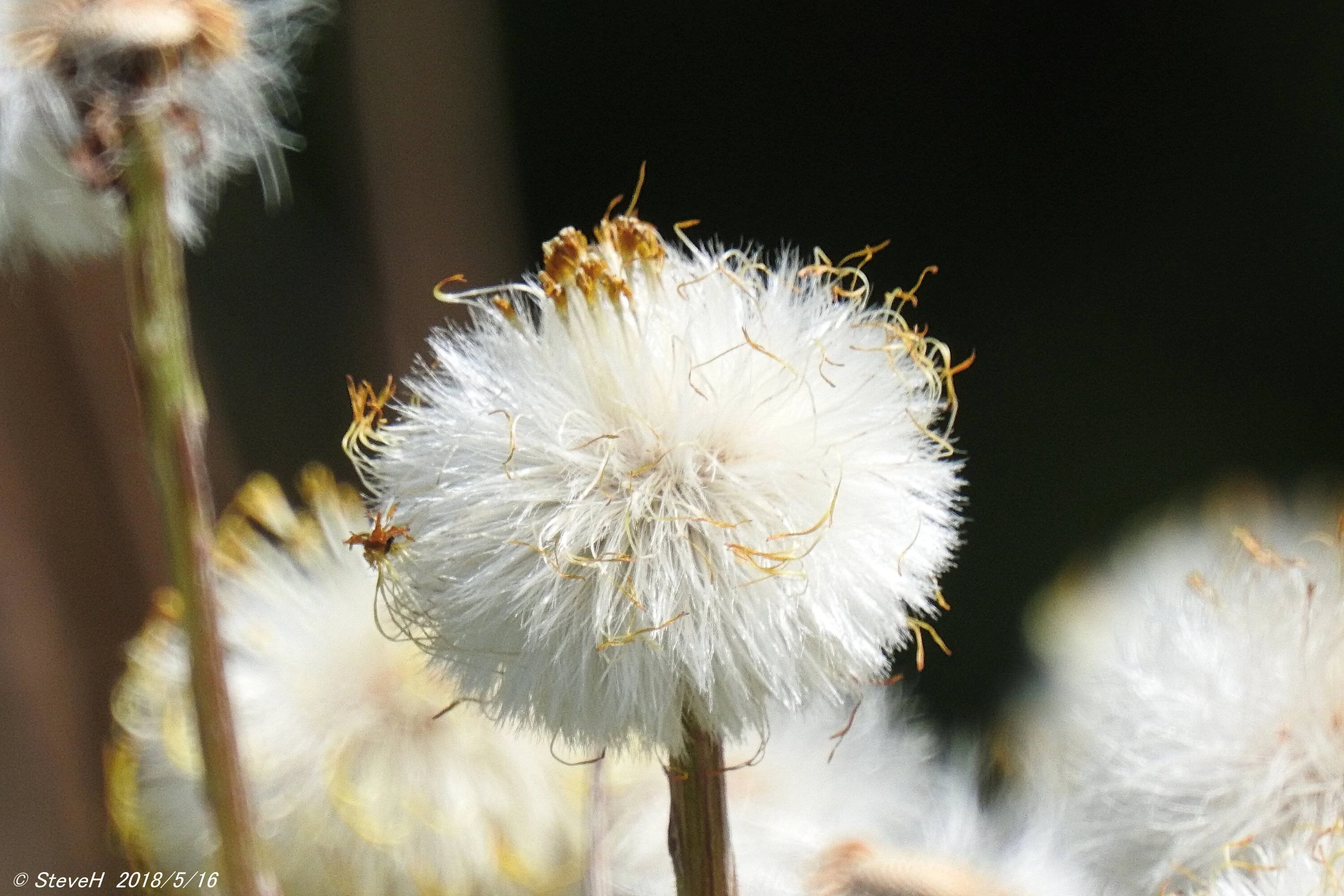 DSCN3308.webp