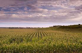 corn1.jpeg