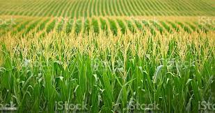 corn2.jpeg