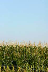 corn3.jpeg