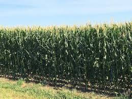 corn4.jpeg