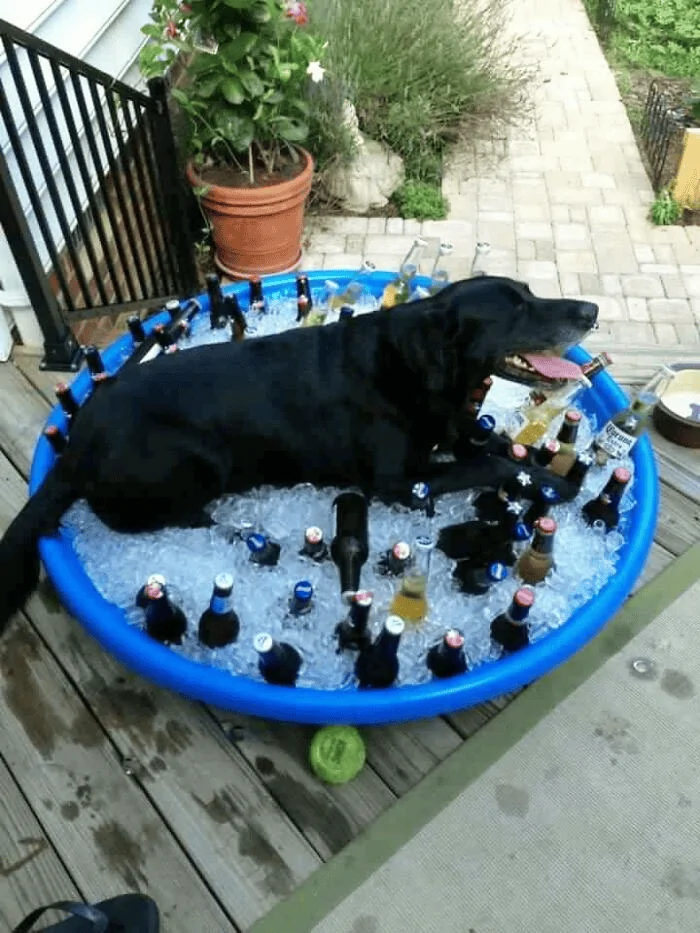 guarddog.webp