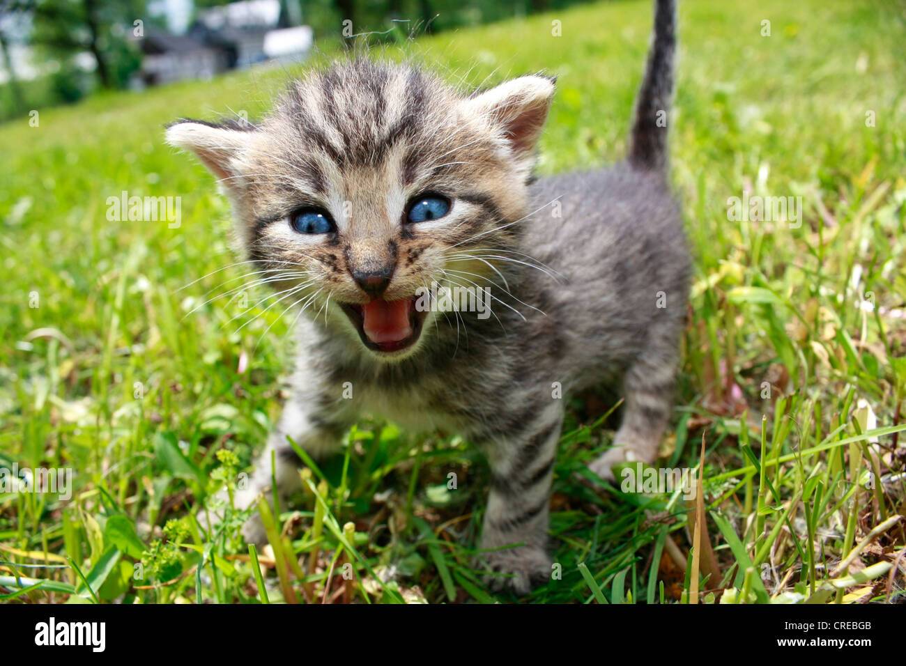 domestic-cat-house-cat-felis-silvestris-f-catus-snarling-kitty-CREBGB.jpg