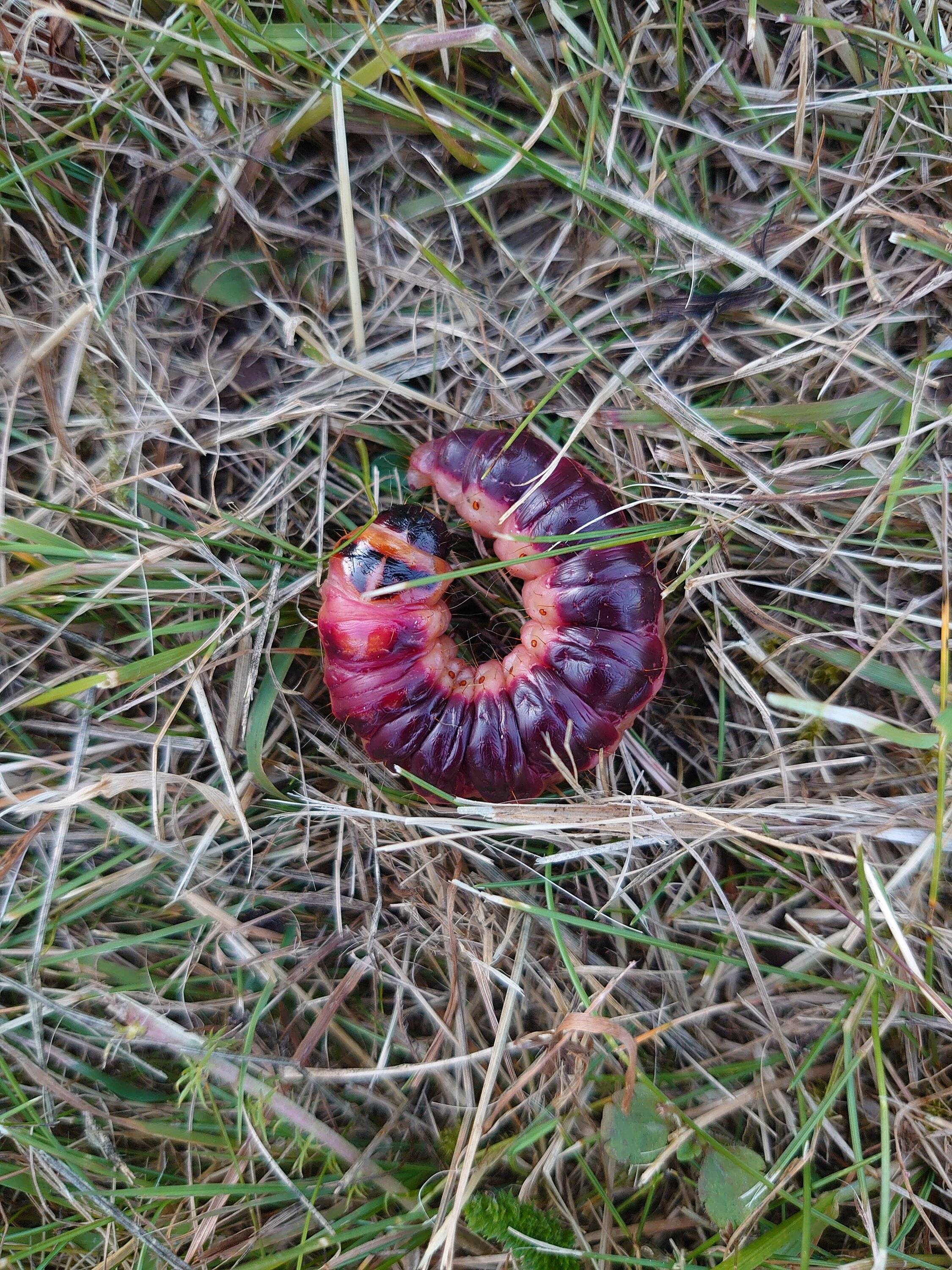 DSC_0831.JPG
