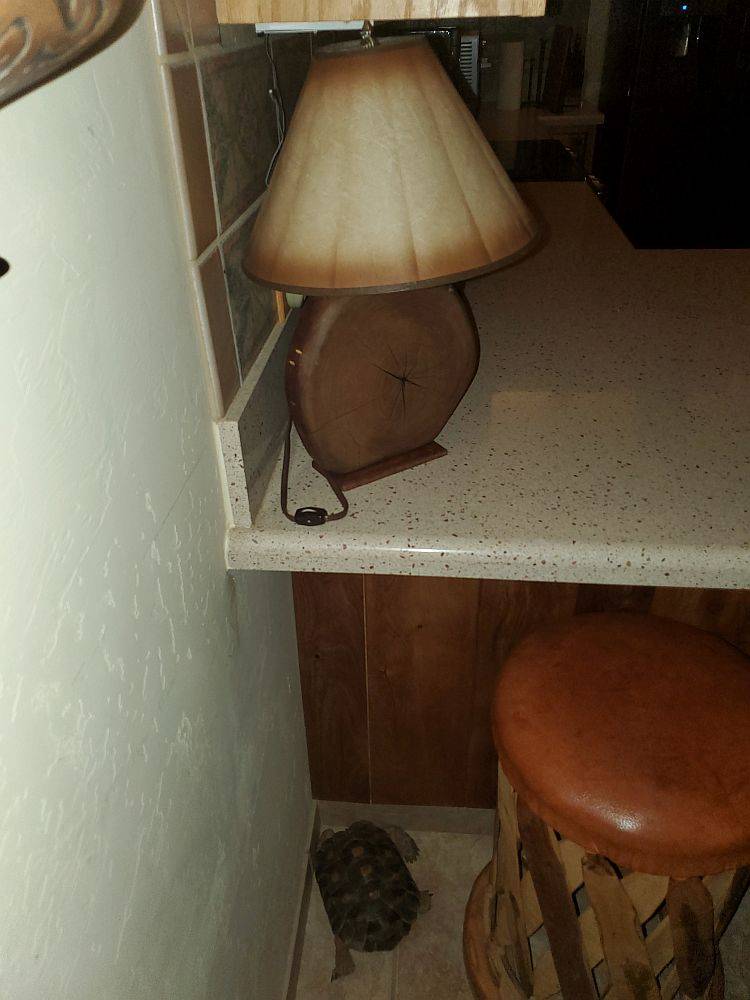 TitoMexstoola.jpg