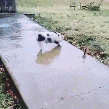 pig-ice.gif