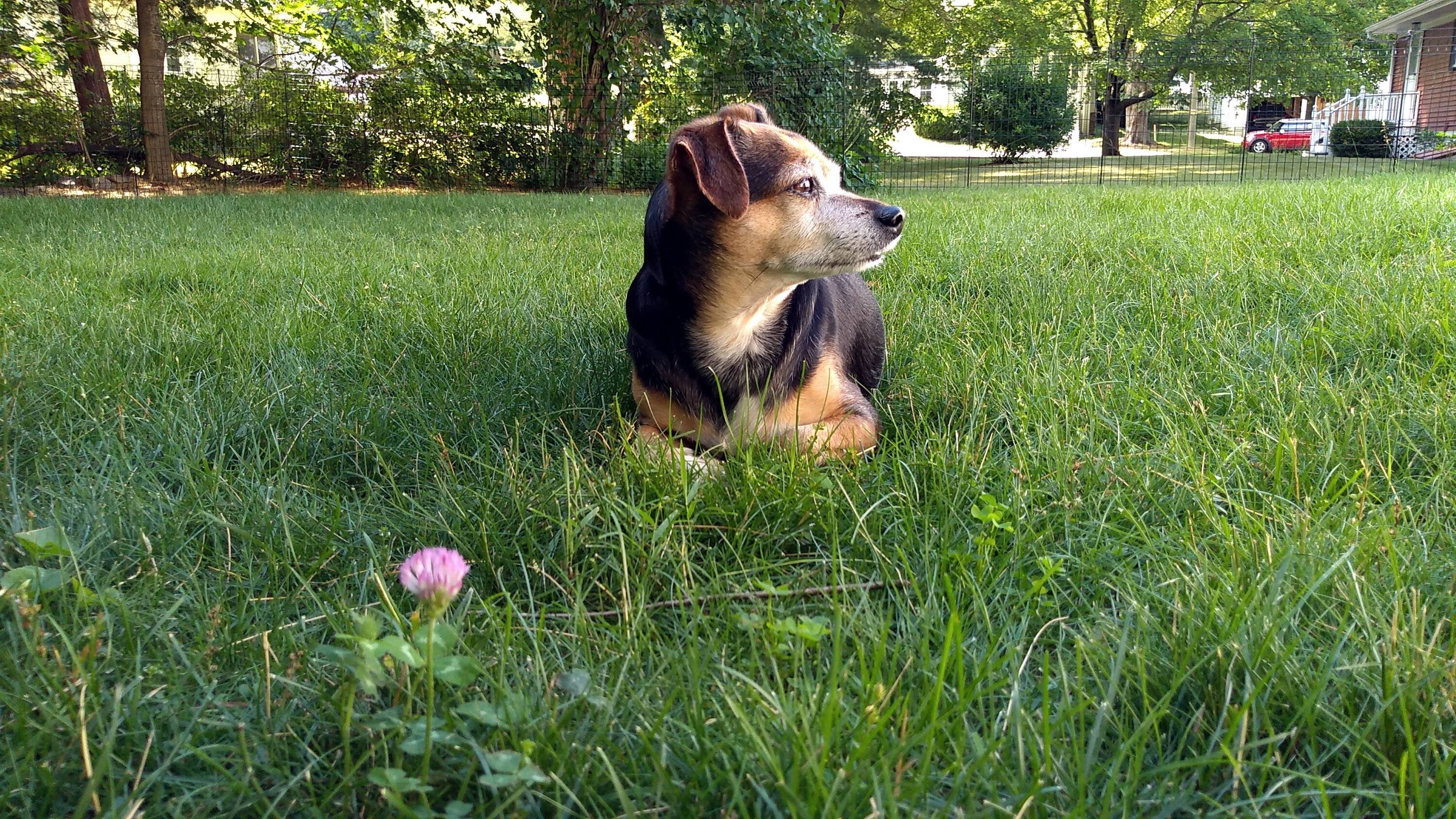 cheech-in-yard-wp.jpg