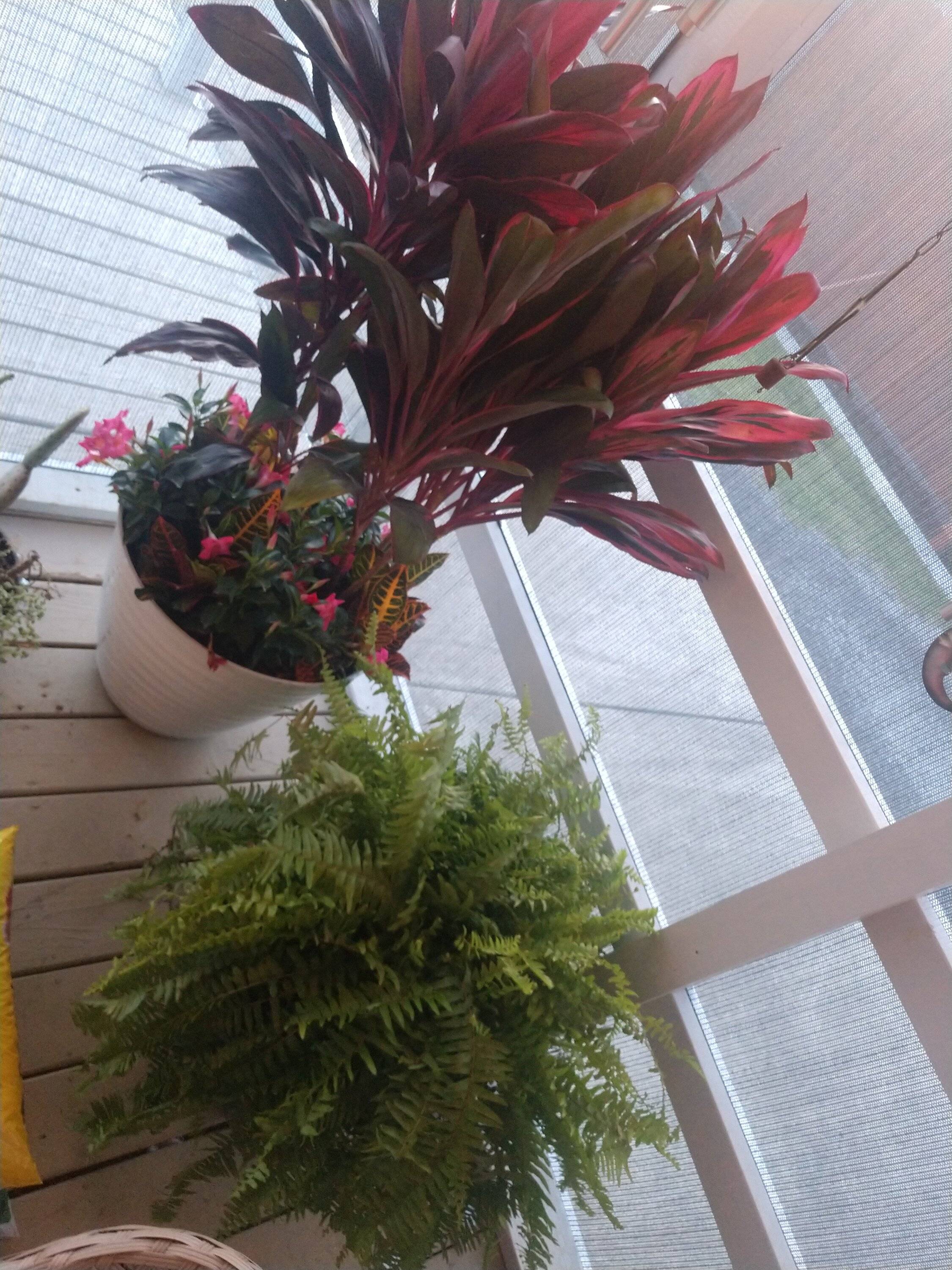 IMG_20220530_194815325.jpg
