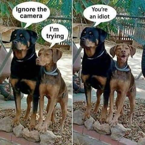 Smiling dog.jpg