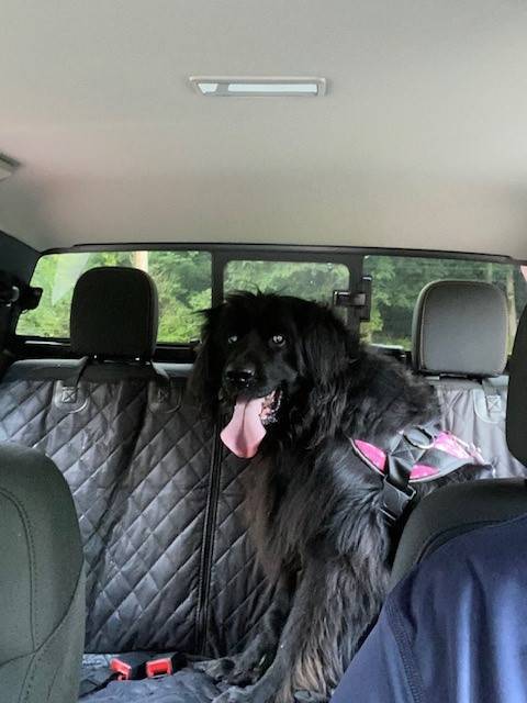 backseat.jpg