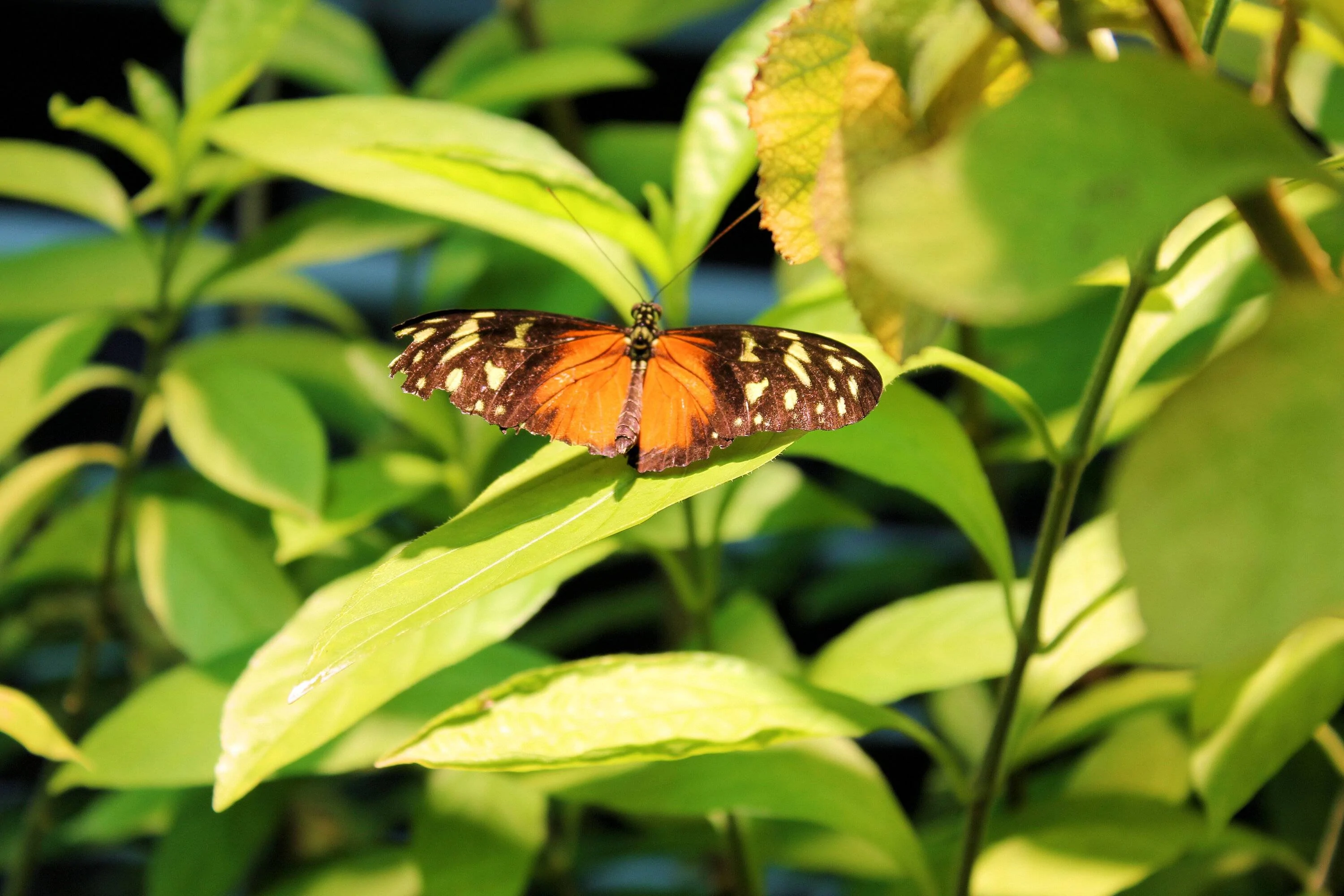 Butterfly 2.webp