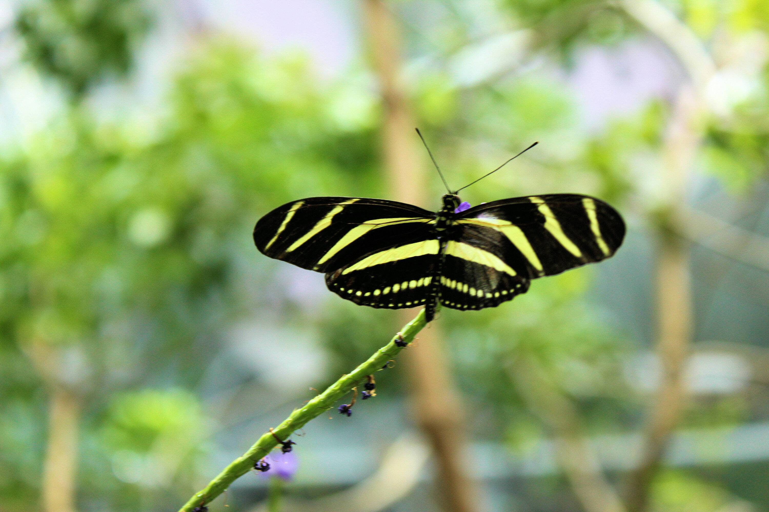 Butterfly 3.jpg