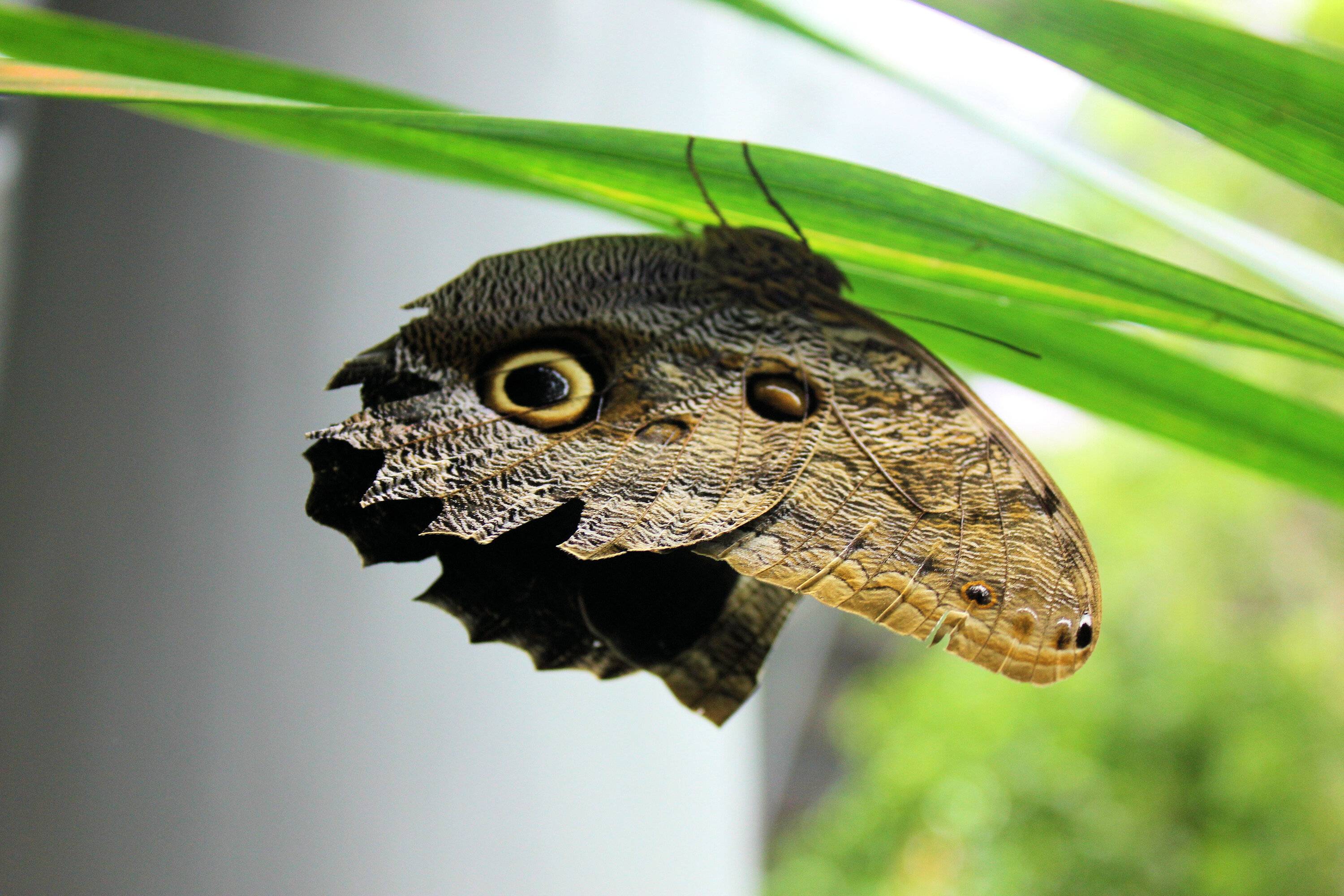 Butterfly.jpg