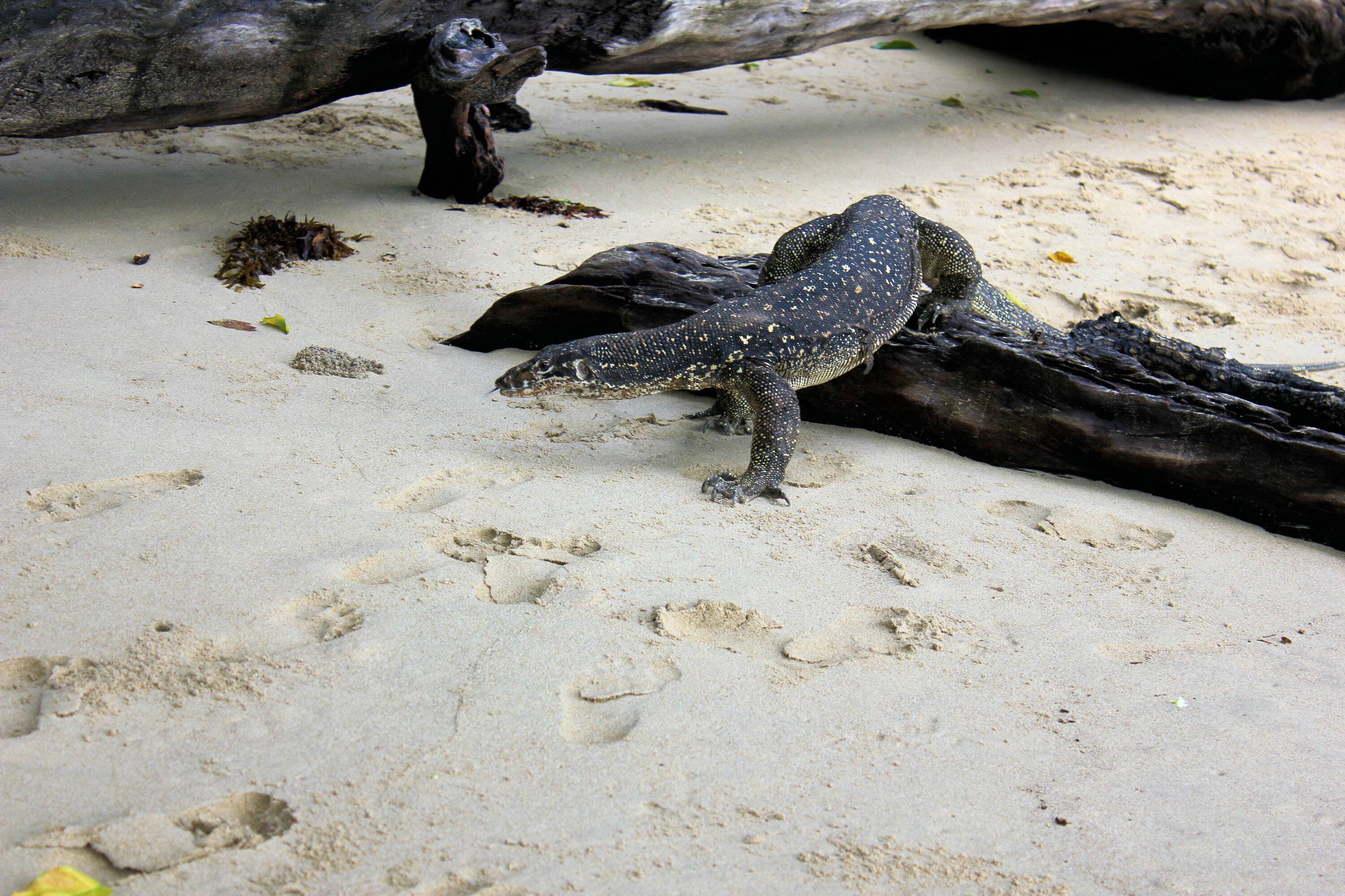 Monitor Lizard.jpg
