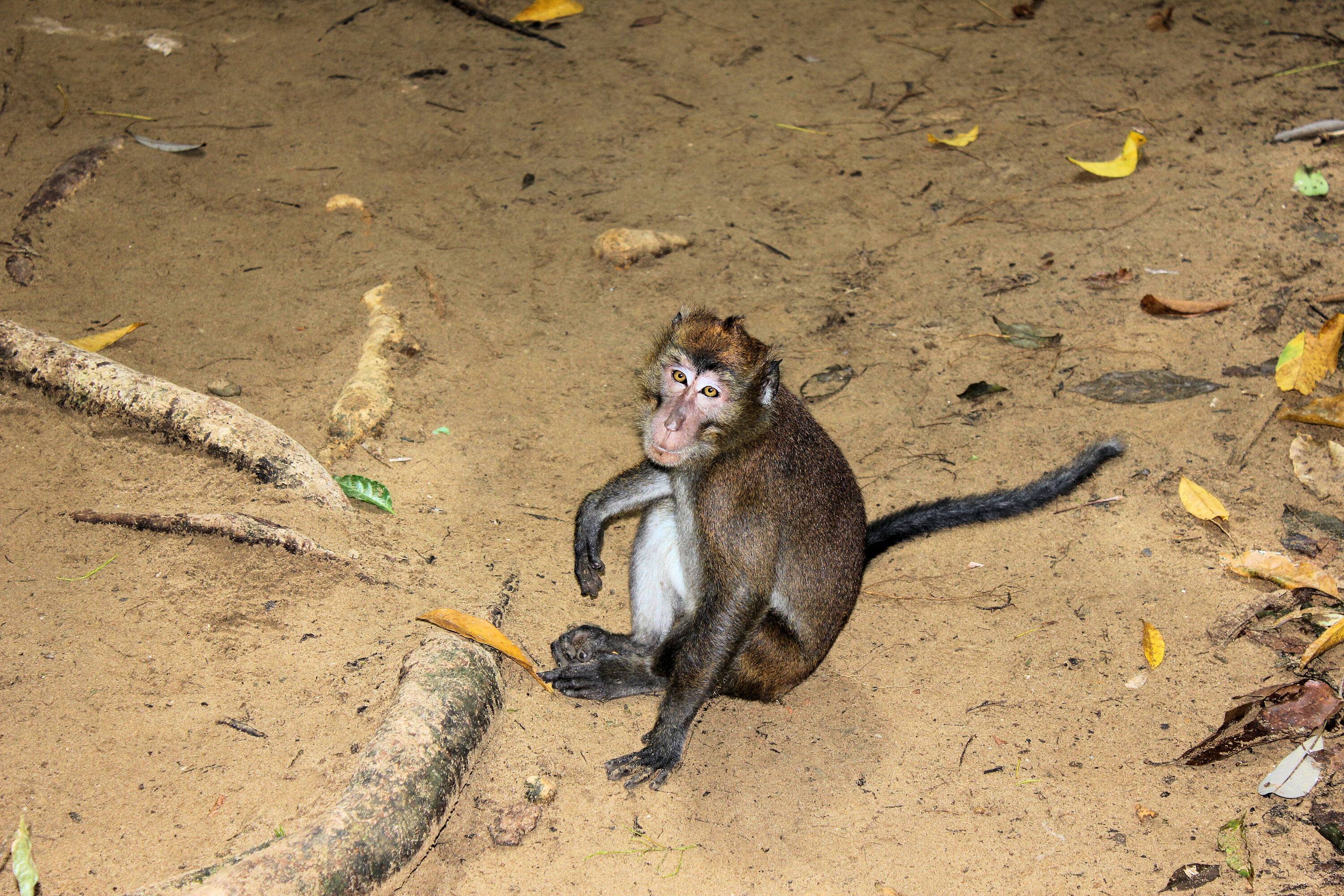 Monkey.jpg