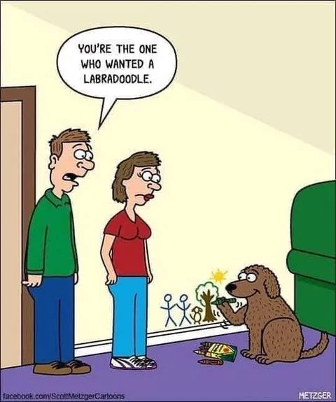 Labradoodle.webp
