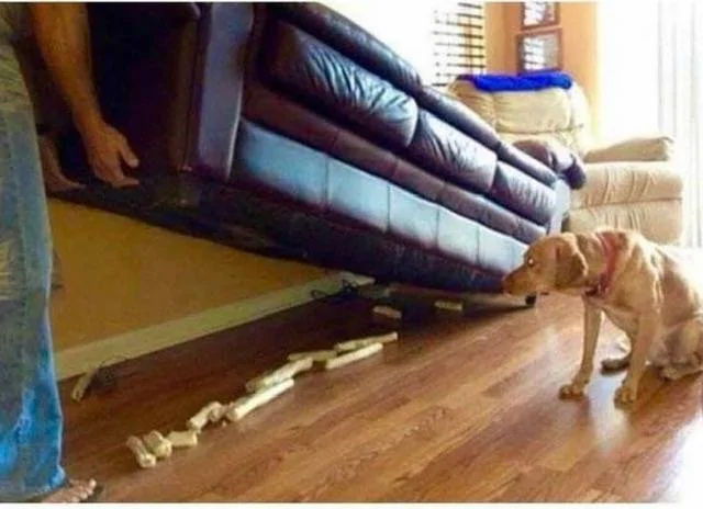 Bones.webp