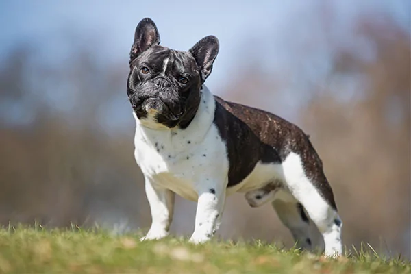 French-Bulldog-standing-outdoors.webp