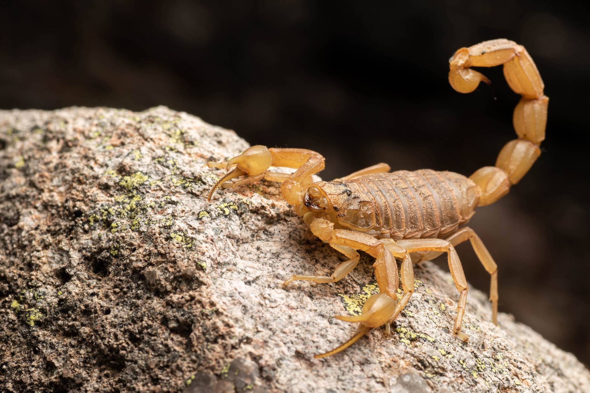 Arizona-Bark-Scorpion-2048x1365.jpg