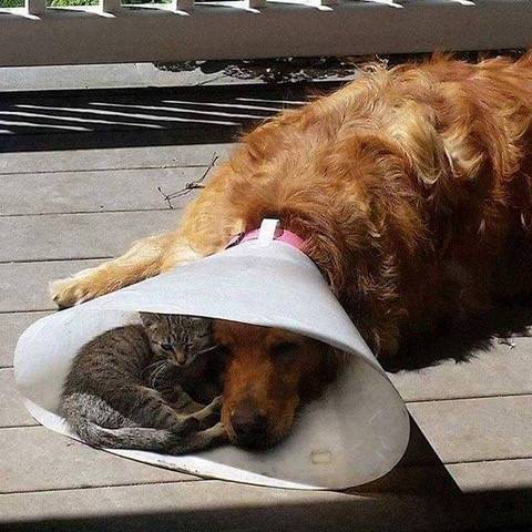 catndog.jpg