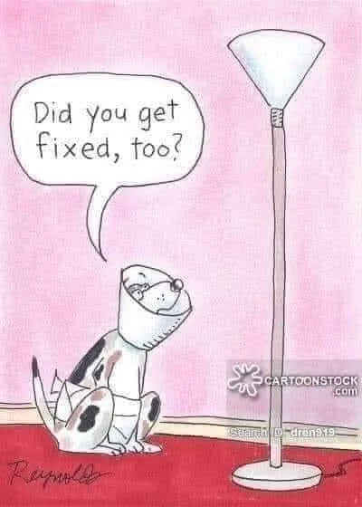 dog (1).webp