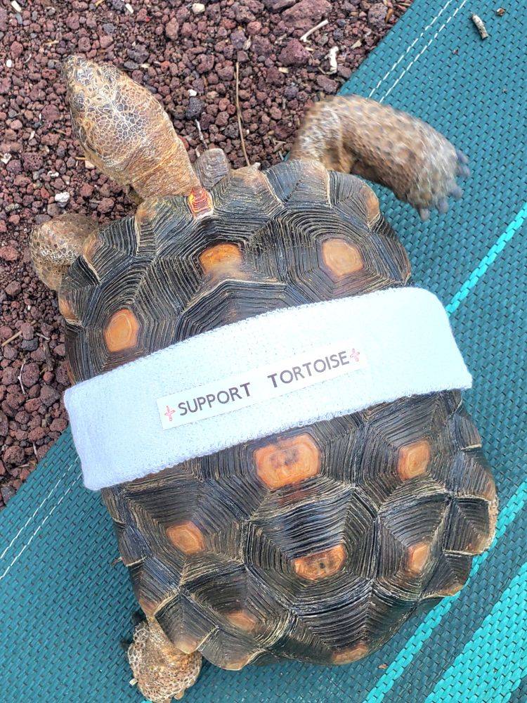 ServiceTortoise.jpg