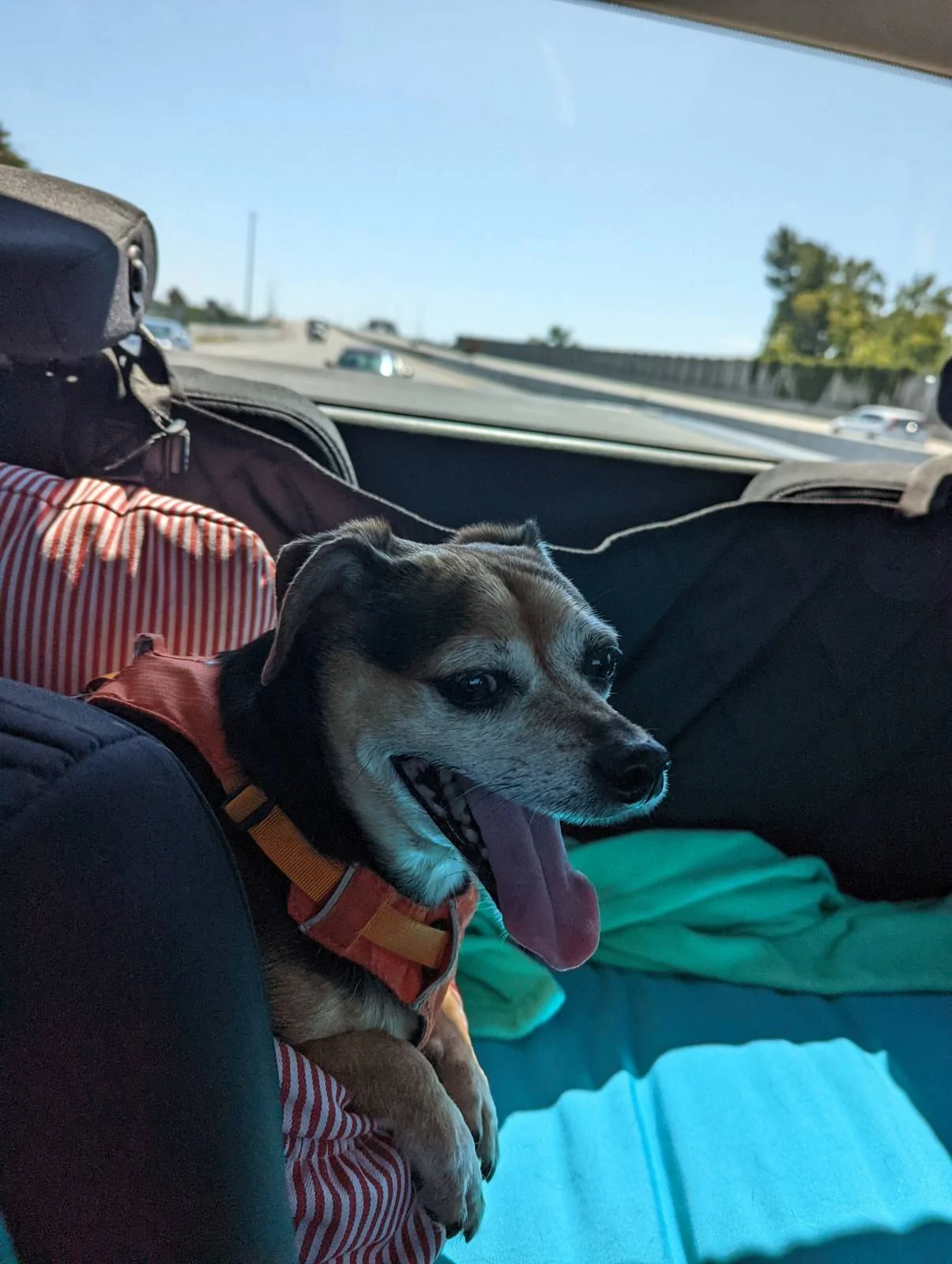 Cheech-heading-up.jpg