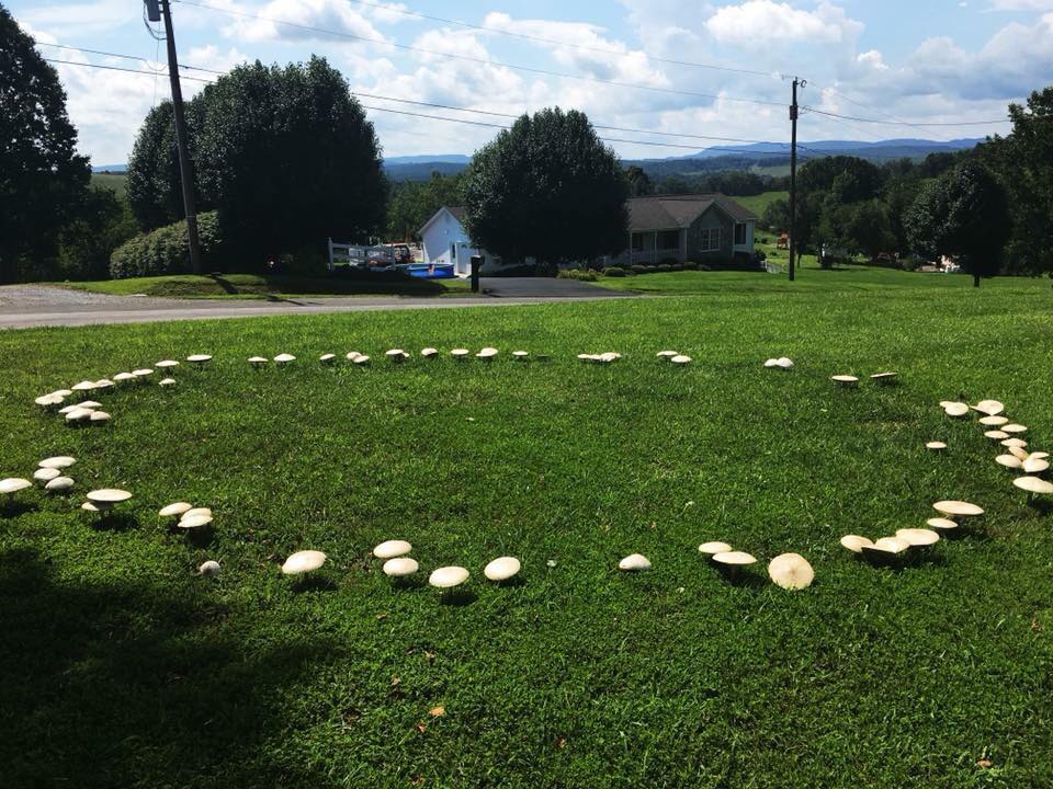 fairy ring.jpg