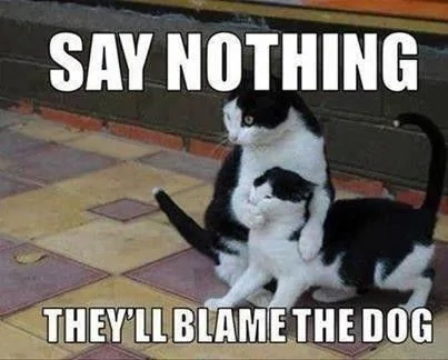cat accountabilityM6.webp
