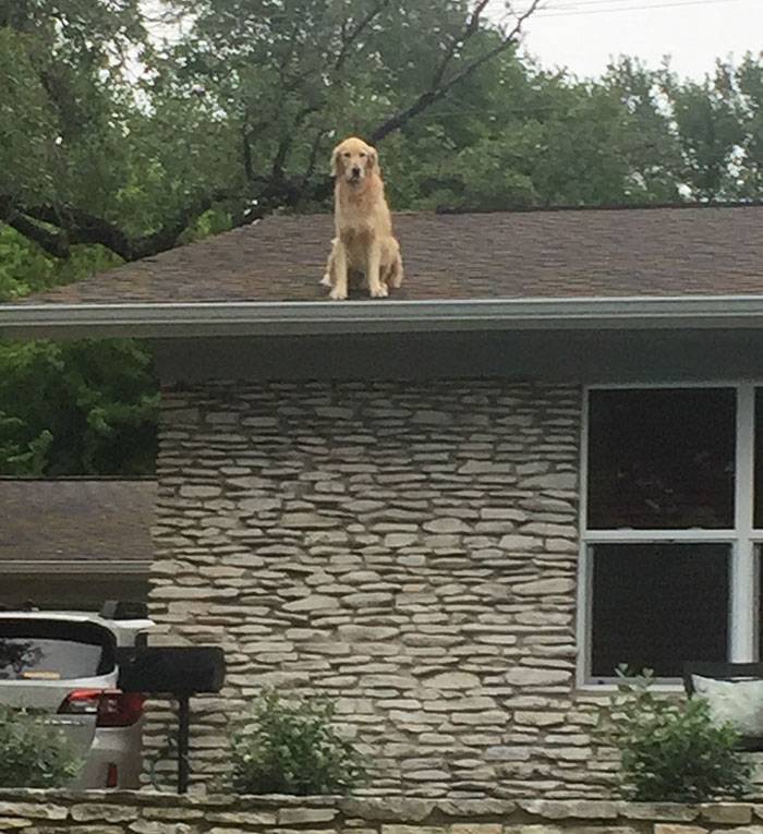 dog-on-rooftop-note-huck-1.jpg