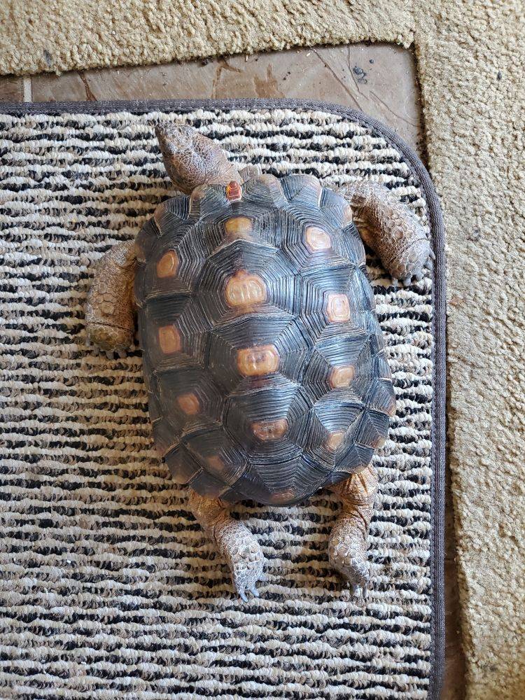 tired tortoise.jpg